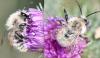 Bombus pascuorum